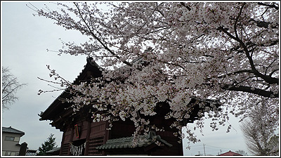 2010年4月の桜
