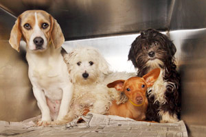 Dogs rescued from puppy mills transported to freedom via Pup My Ride