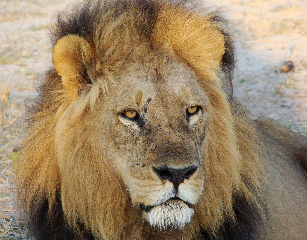 Dutchbaby: Lions at Chief’s Camp in the Okavango Delta 
