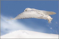 Owl (Snowy) - 0468