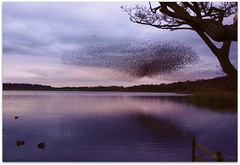 Starling flock at dusk