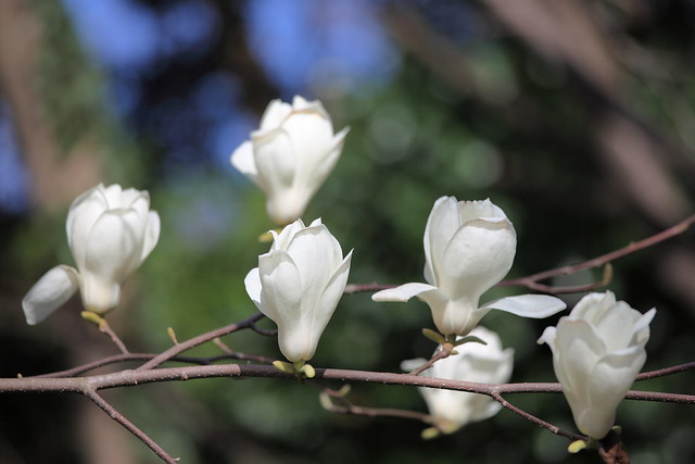 Photo: Magnolia 'kobus'