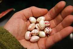 shell beans 3