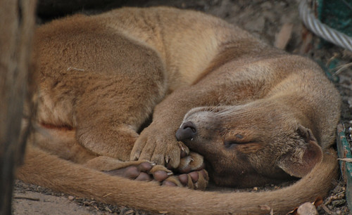 Fossa by Life Lenses, on Flickr