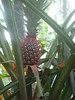 Pineapple • <a style="font-size:0.8em;" href="http://www.flickr.com/photos/7955046@N02/4415975389/" target="_blank">View on Flickr</a>
