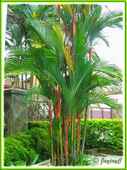 Cyrtostachys renda/lakka (Lipstick Palm, Red Sealing Wax Palm, Rajah Palm), in the neighbourhood