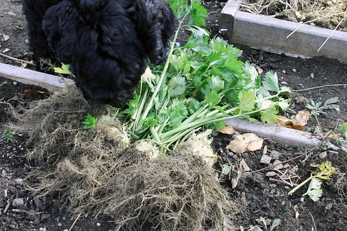 skippy and celeriac