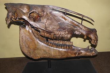 Pampas Pleistocene Horse - skull - ~ Original = (3764 x 2502) (Equus (Amerhippus) neogeus) CABALLO FÓSIL SUDAMERICANO
