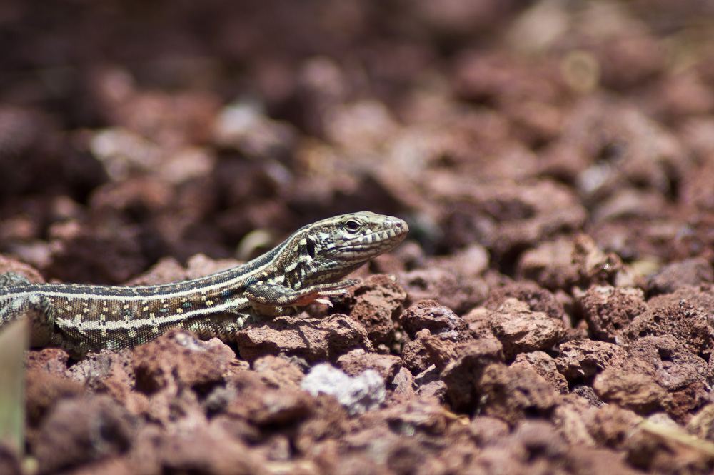 Descubriendo el lagarto tizón de Tenerife
