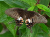Swallo tail butterfly
