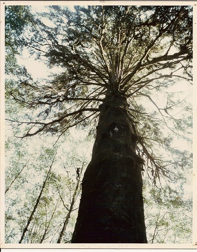 Klootchy Creek Spruce, circa 1980