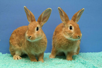 Two bunnies who have been spayed as part of the Long Beach City College TNR program for rabbits