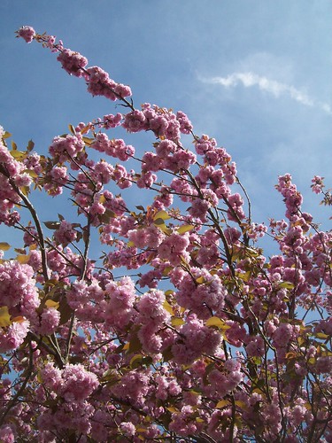 Photo: Cerisier à fleur du Japon 'Amanogawa'