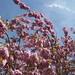 Photo: Cerisier à fleur du Japon 'Amanogawa'