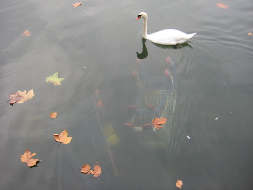 Gita a Parigi, 31.10.09: cigni sul lago di Créteil. 3