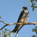 Sooty Falcon (Falco concolor), Allée des Baobabs near Morondava, Madagascar