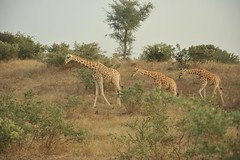 5a. Wild giraffes, 70km south of Niamey