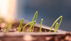 onion sprouts 1