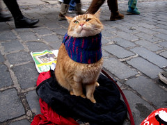 Scarf cat aka A Street Cat named Bob!