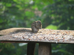 Squirrel Visitor