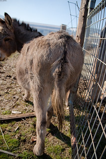 Perhaps a better example of the Donkey Logo of the Democrats-- a donkey's ass.