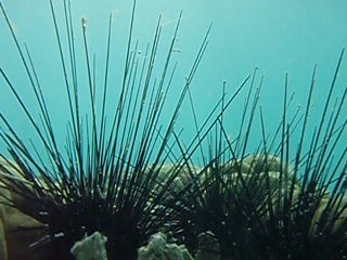 Ricci di mare a Kendwa. Sea urchins in Kendwa.