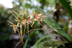 baudchon-baluchon-mindo-orchidees-10