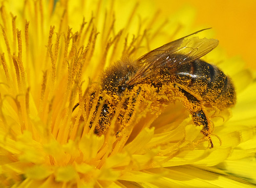 Pollen by nutmeg66, on Flickr