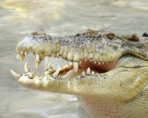 Langkawi Crocodile farm17