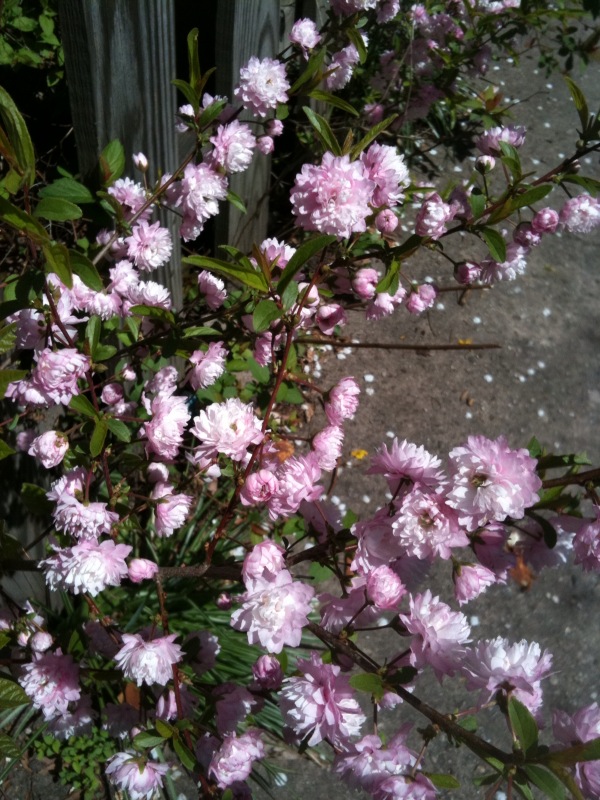 Spring Flowers (pink)
