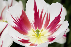 Triumf Tulip -