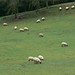 paysage aude pays cathare haute vallée moutons