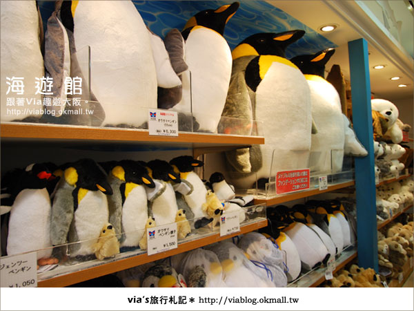【via關西冬遊記】世界最大極的水族館～大阪海遊館29