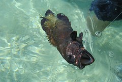 Grouper on the fly, Huahine