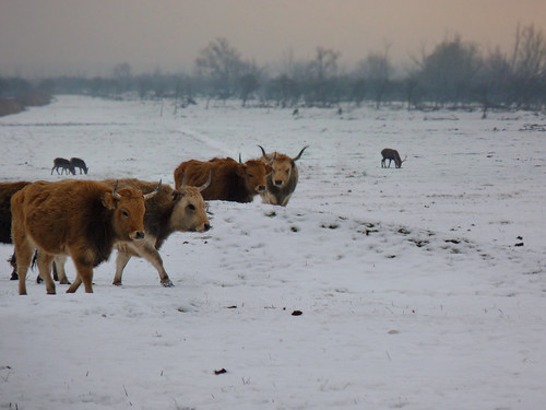 Heck cattle in the harsh Dutch winter