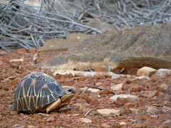 Radiated Tortoise, Tsimanampetsotsa, Madagascar