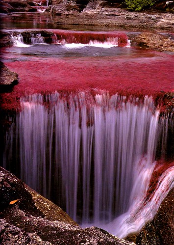 Meta Caño cristales