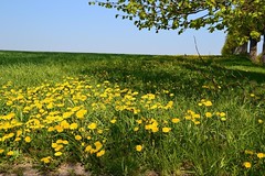 Weide in Mecklenburg