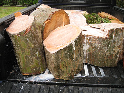 Anchorseal running off logs in <br />rain