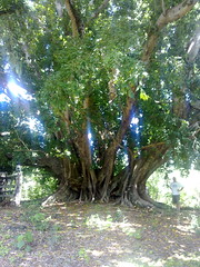 Ancient fig