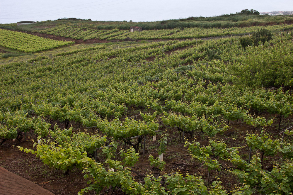 Descubriendo los vinos de Canarias en Bodegas Monje