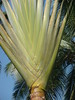 Palme • <a style="font-size:0.8em;" href="http://www.flickr.com/photos/7955046@N02/4418965597/" target="_blank">View on Flickr</a>