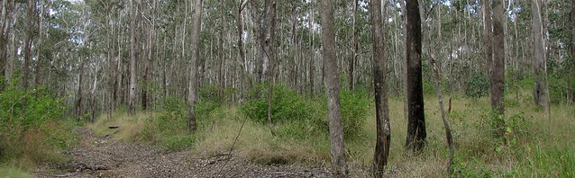 Eucalyptus Trees