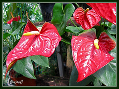 Vibrant chilli-red Anthurium spp. from China, at a garden nursery