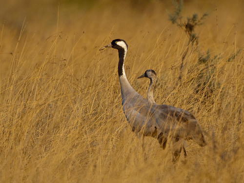 Common Cranes - Adult with Juvenile