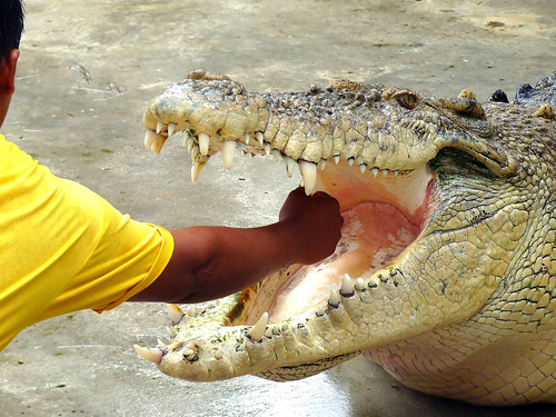 Langkawi Crocodile farm20