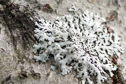 lichen on gray birch