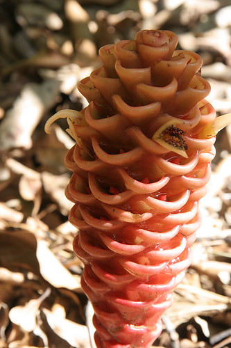 Pine cone ginger - Zingiber spectabilis