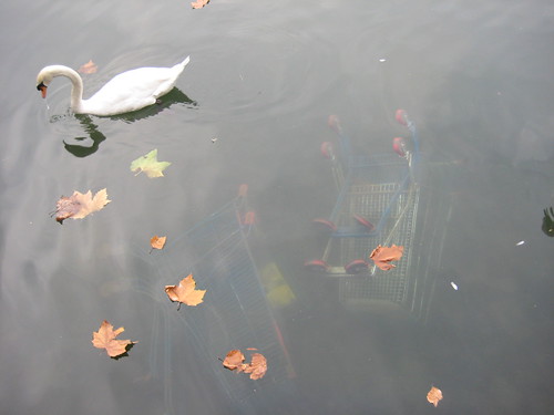 Gita a Parigi, 31.10.09: cigni sul lago di Créteil. 1