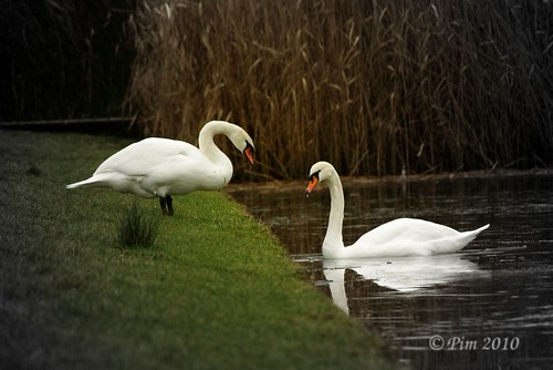 A couple of Swans par pimousse3000
